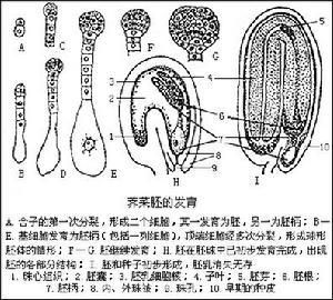 种子植物