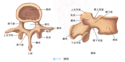 腰椎 