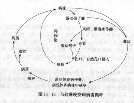 马铃薯晚疫病病害循环 