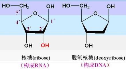 核糖与脱氧核糖