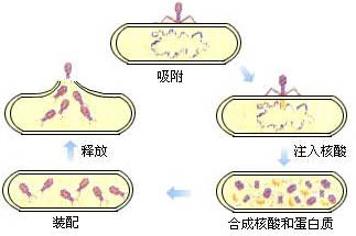 寄生原理