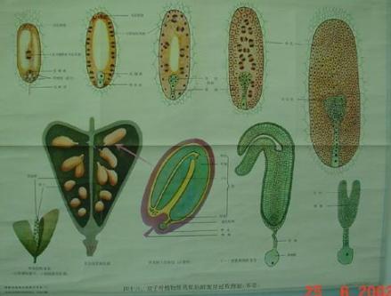 种子植物