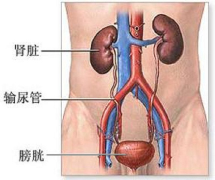 蛋白尿