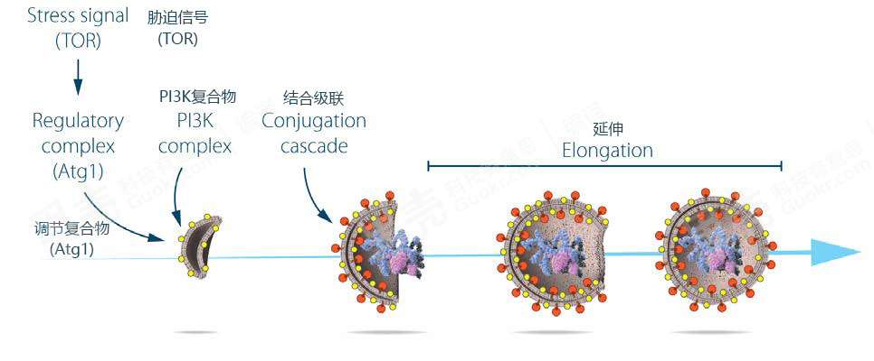 发现自噬基因