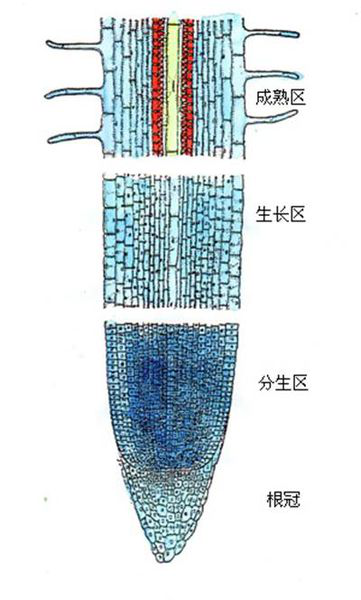 幼根根尖微观结构图