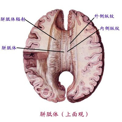 胼胝体上面观