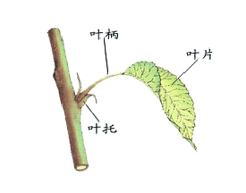 叶柄的位置所在