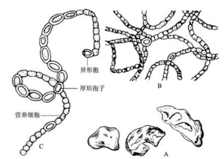 A.植物体，B.植物体部分放大，C.营养细胞、异形胞、厚垣孢