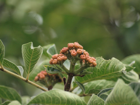 吴茱萸-枝花