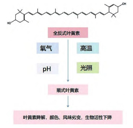 环境因素对叶黄素稳定性的影响 