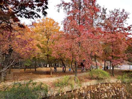 山枫香树