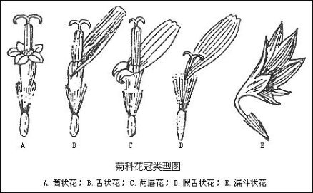 假舌状花