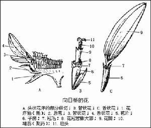 头状花序