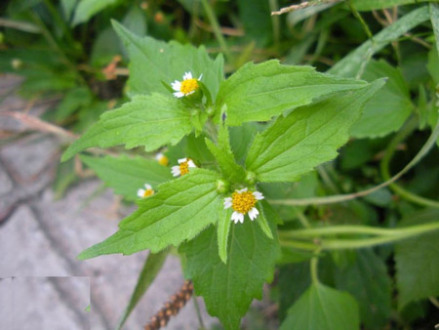 牛膝菊