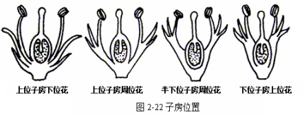 子房下位