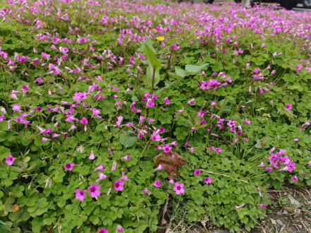 红花酢浆草