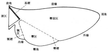 图4. 翅的基本构造