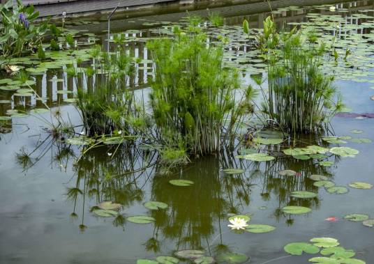 水生植物