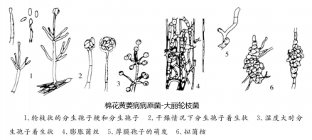 棉花黄萎病病原菌