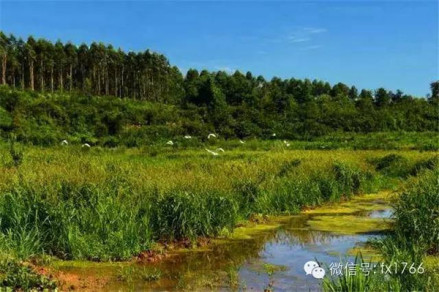 鸭子河生态湿地