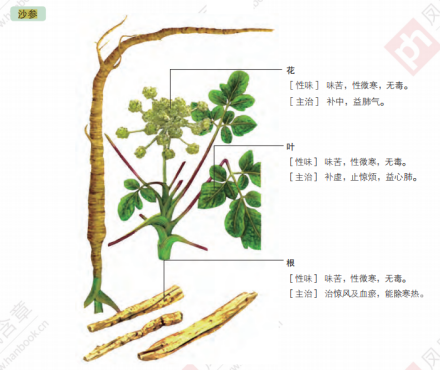 沙参 