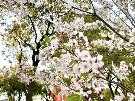 校园风景