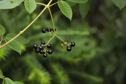 葡萄科乌蔹莓属植物乌蔹莓