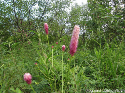 粉花地榆