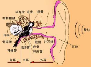 听神经损害