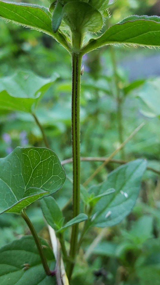 夏枯草（茎）