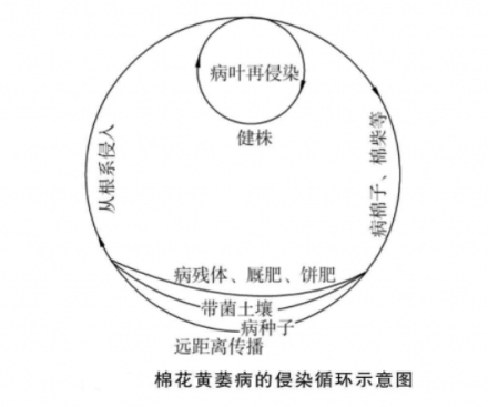 侵染循环