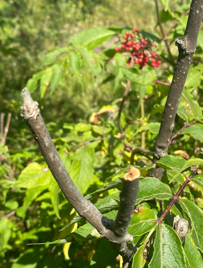 接骨木的茎