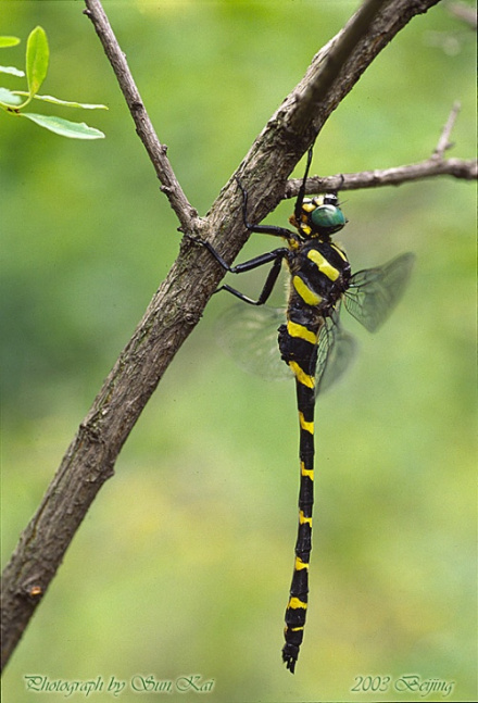 巨圆臀大蜓（无霸勾蜓）Anotogaster sieboldii