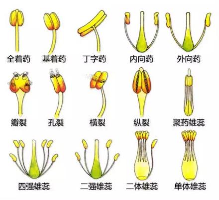 雄蕊的形状