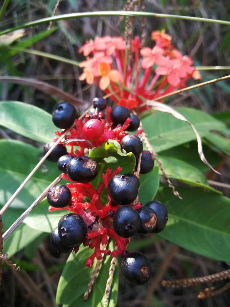 龙船花的果