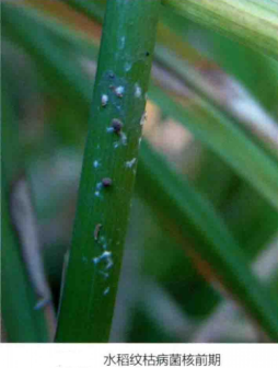 水稻纹枯病菌核前期