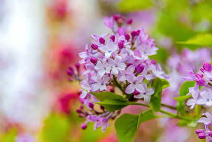 芫花