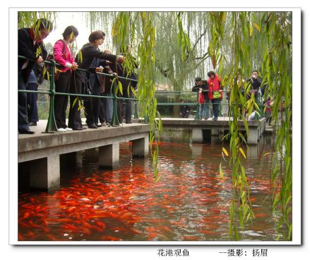 花港观鱼