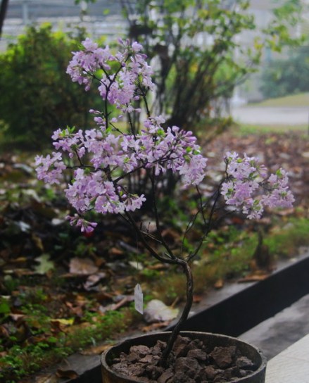 芫花 