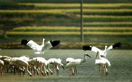 鹤舞鄱阳湖 