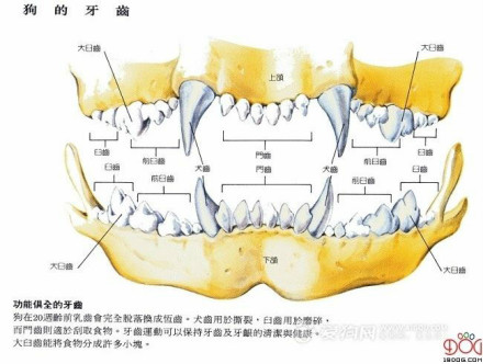 狗的牙齿结构