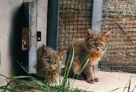 荒漠猫双胞胎，黄公子和黄小姐