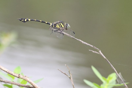 小团扇春蜓（粗钩春蜓）Ictinogomphus rapax