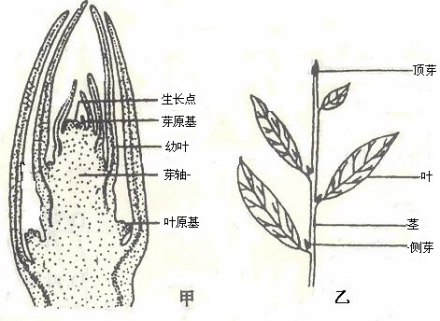 叶芽形成与分化