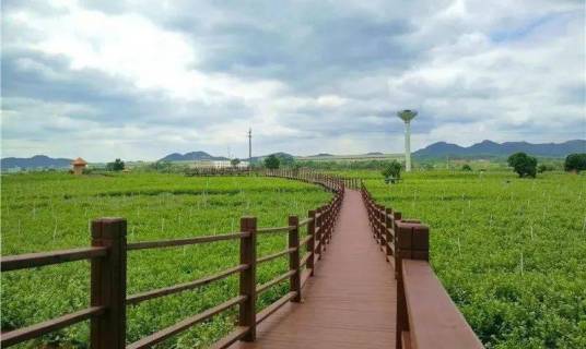 横县莲塘圣茶谷景区