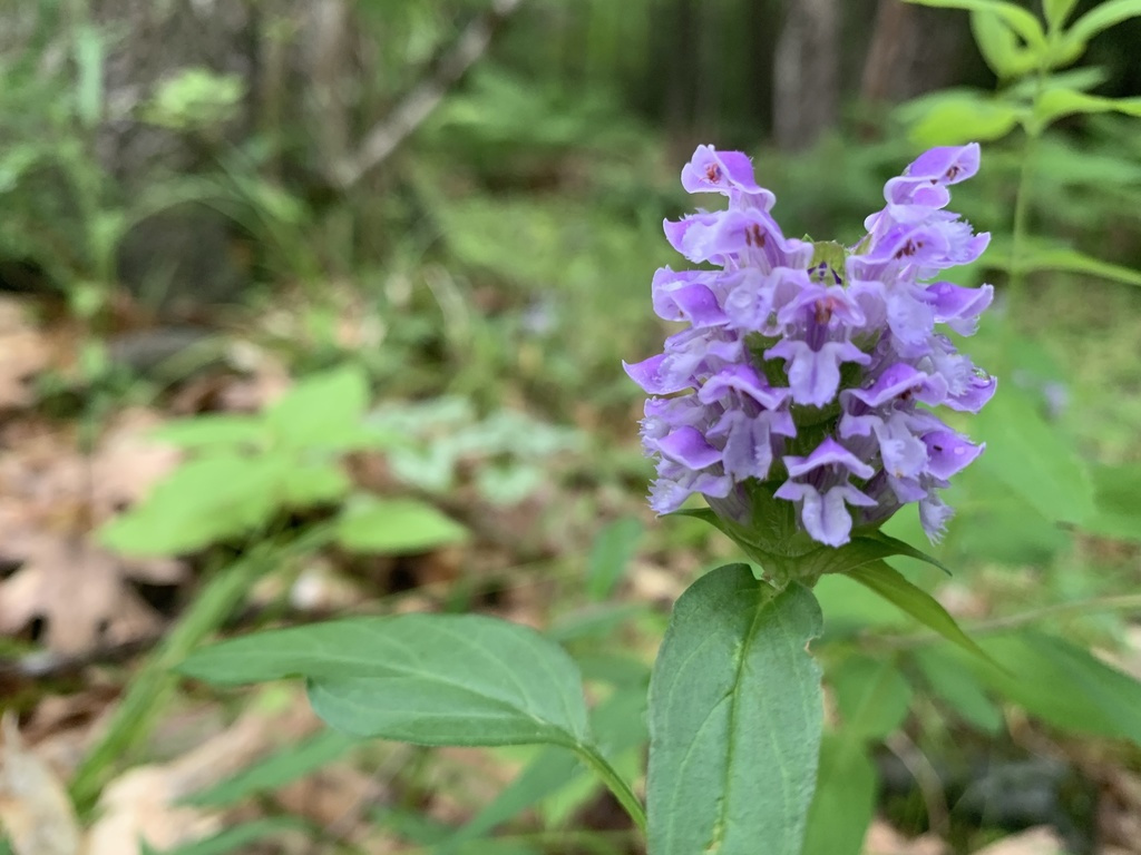 夏枯草（花）