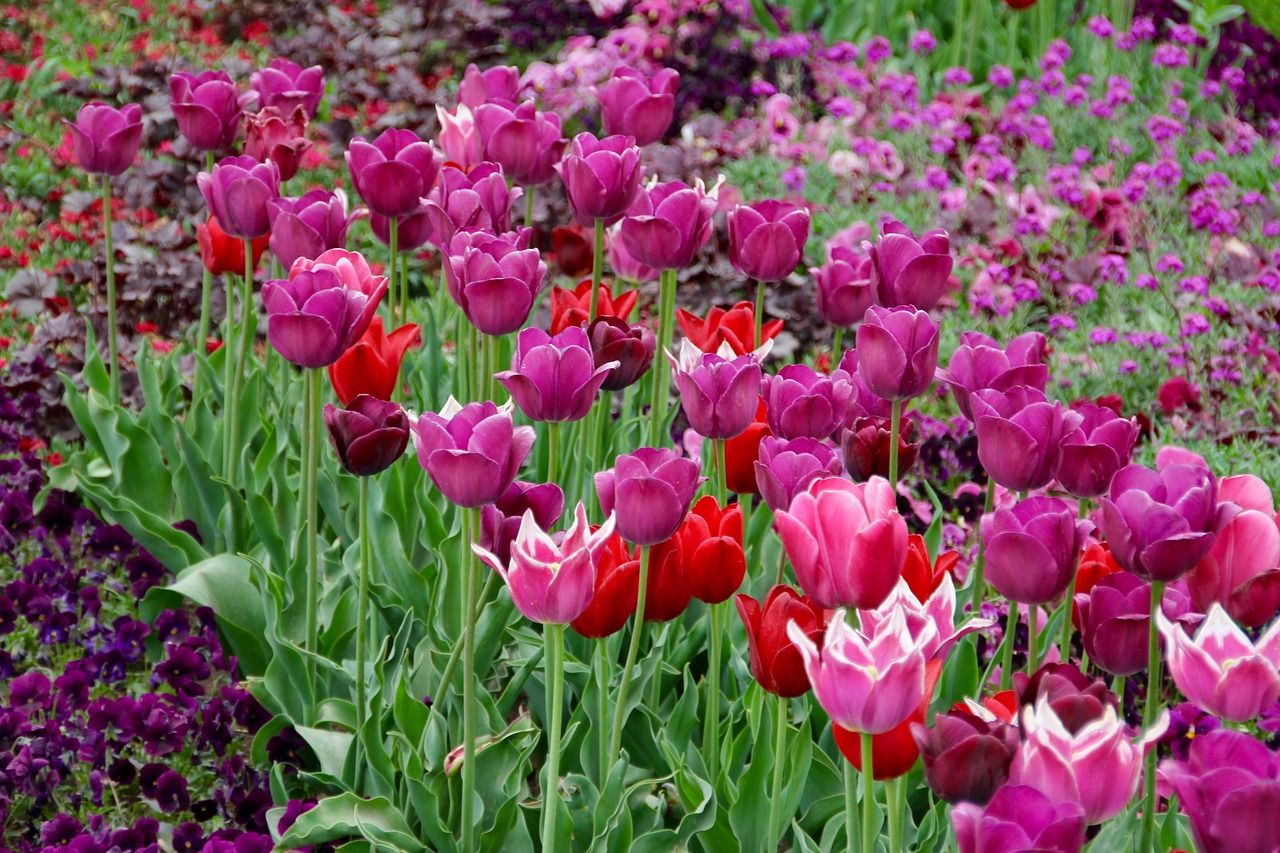 郁金香花境设计