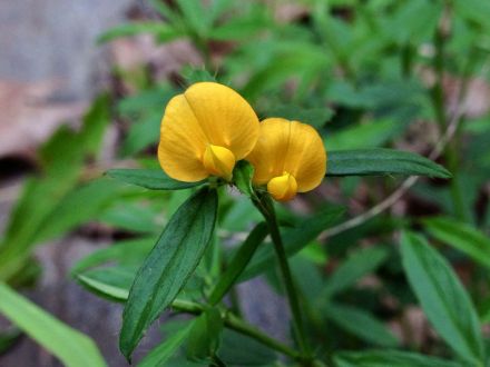 圭亚那笔花豆