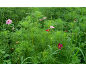 田春黄菊植株 