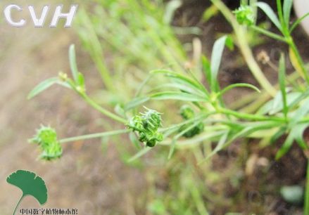 田野毛茛植株